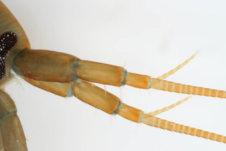 Echinogammarus obtusatus