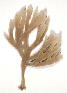Haliclona oculata