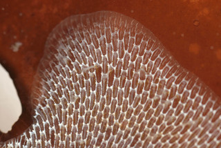 Membranipora membranacea