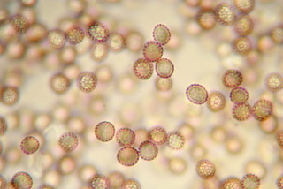 Microbotryum silenes-dioicae