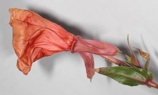 Oenothera stricta