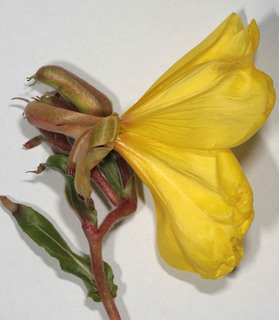 Oenothera stricta