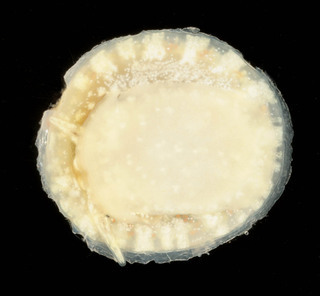 Calyptraea chinensis