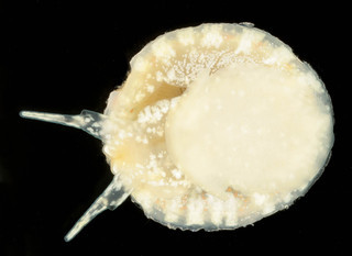 Calyptraea chinensis