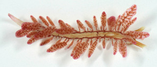Hermaea bifida/cantabra/paucicirra