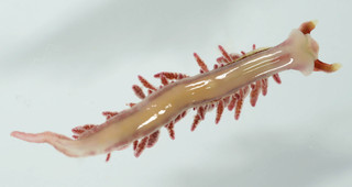 Hermaea bifida/cantabra/paucicirra