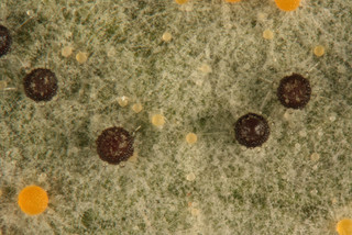 Phyllactinia guttata s. lat.
