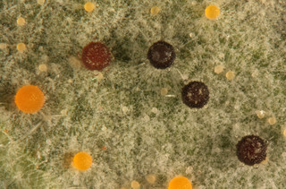 Phyllactinia guttata s. lat.
