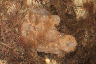 Phallusia mammillata