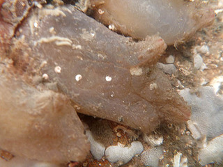 Ascidiella scabra