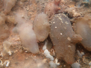 Ascidiella scabra
