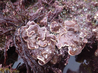 Mesophyllum lichenoides