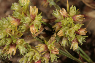 Scleranthus perennis ssp prostratus