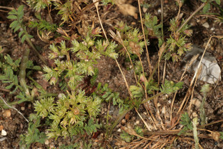 Scleranthus perennis ssp prostratus