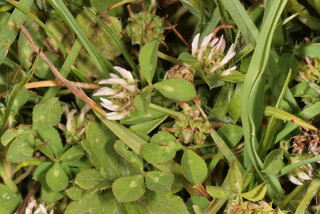Trifolium glomeratum
