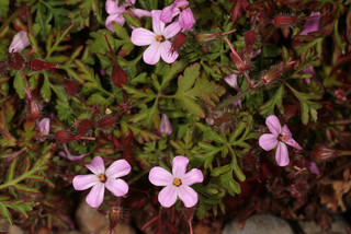 Geranium robertianum ssp maritimum