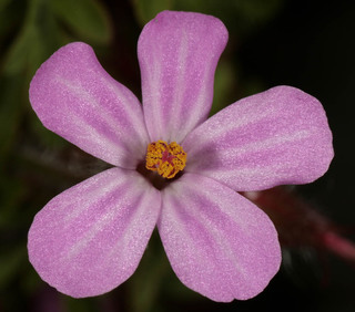 Geranium robertianum ssp maritimum
