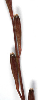 Triglochin palustre