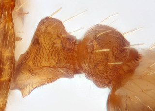 Temnothorax nylanderi