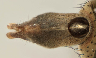 Ephydra macellaria