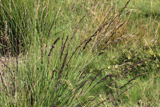 Molinia caerulea ssp caerulea