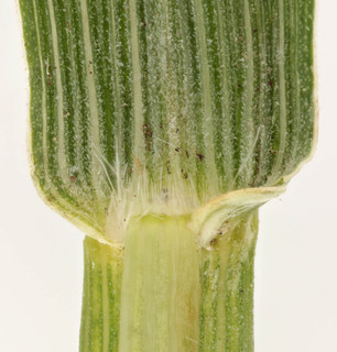 Molinia caerulea ssp caerulea