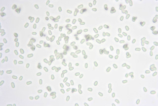 Hygrocybe miniata