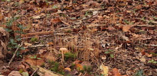 Typhula phacorrhiza
