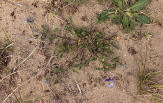 Viola tricolor ssp curtisii