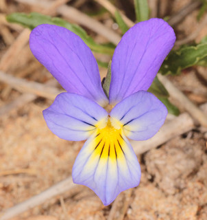 Viola tricolor ssp curtisii