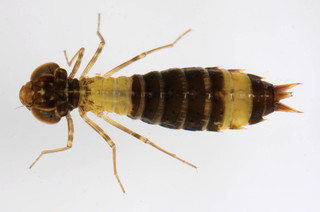Anisoptera (unidentified larvae)