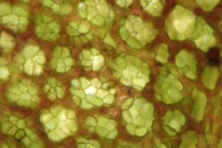 Hydrocharis morsus-ranae