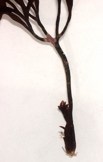 Chondrus crispus