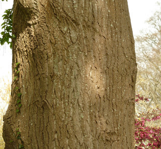 Populus maximowiczii