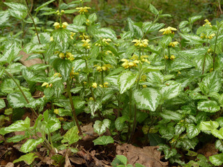 Lamiastrum galeobdolon ssp argentatum