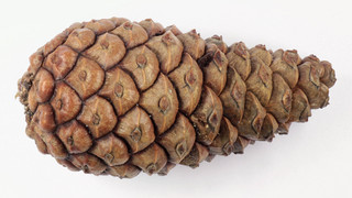 Pinus nigra ssp laricio