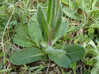 Tephroseris integrifolia ssp integrifolia