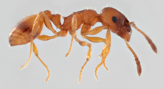 Temnothorax albipennis