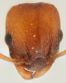 Temnothorax albipennis