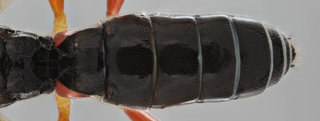 Eridolius gnathoxanthus