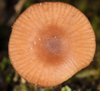 Omphalina pyxidata