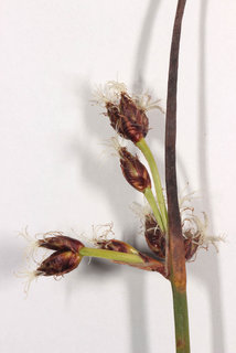 Schoenoplectus tabernaemontani x triqueter = S. x kuekenthalianus