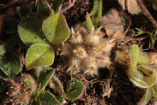 Trifolium striatum