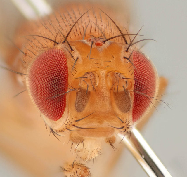 ARCA strikes again! Drosophila_melanogaster,I_MWS126754