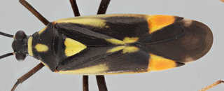 Cyllecoris histrionius
