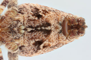 Uloborus plumipes