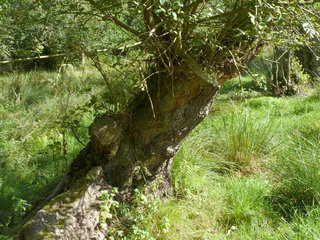 Salix cinerea ssp oleifolia