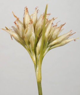 Rhynchospora alba