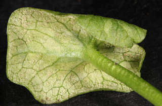 Peronospora ficariae