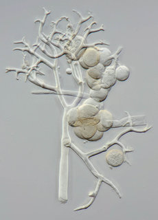 Peronospora ficariae